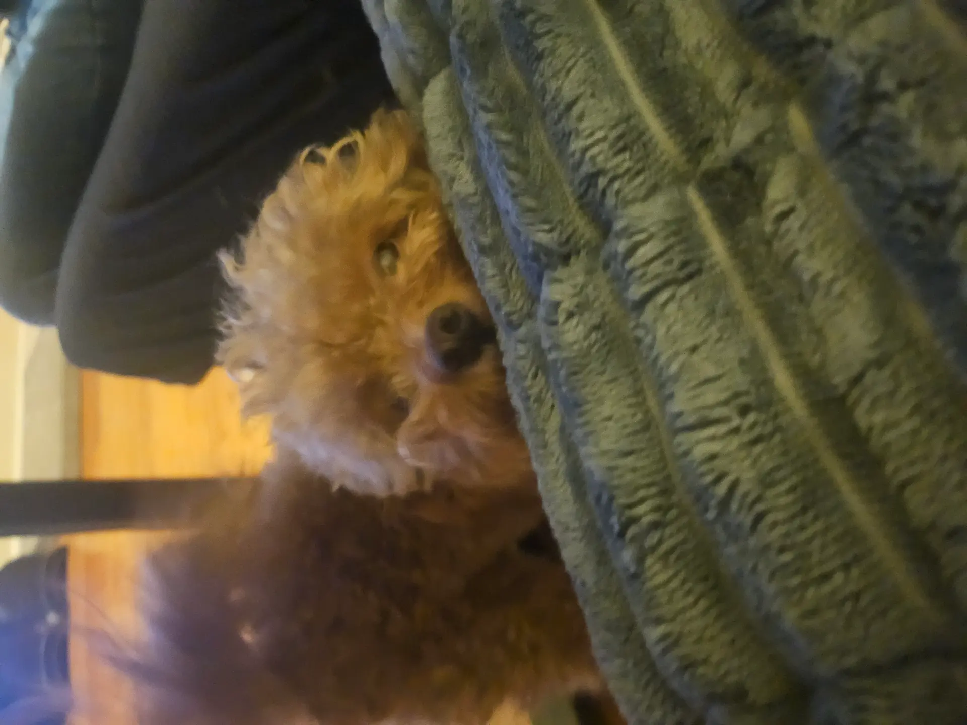 The hair is short and curly, with a teddy bear look. 1